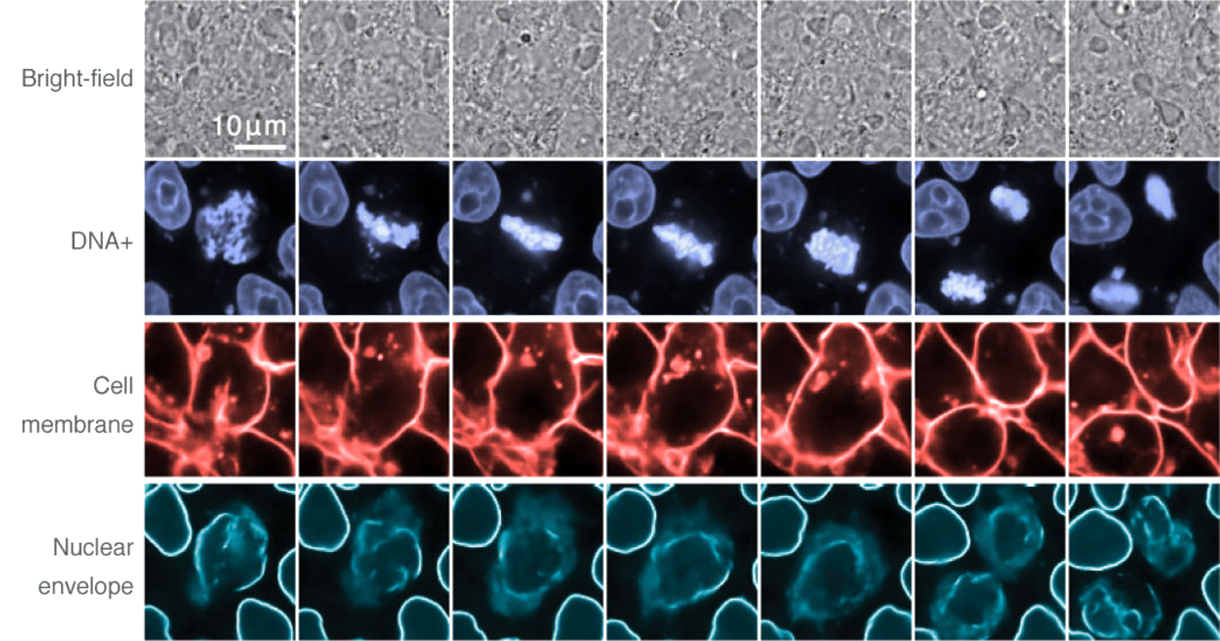 Label-free fluorescence imaging: prediction