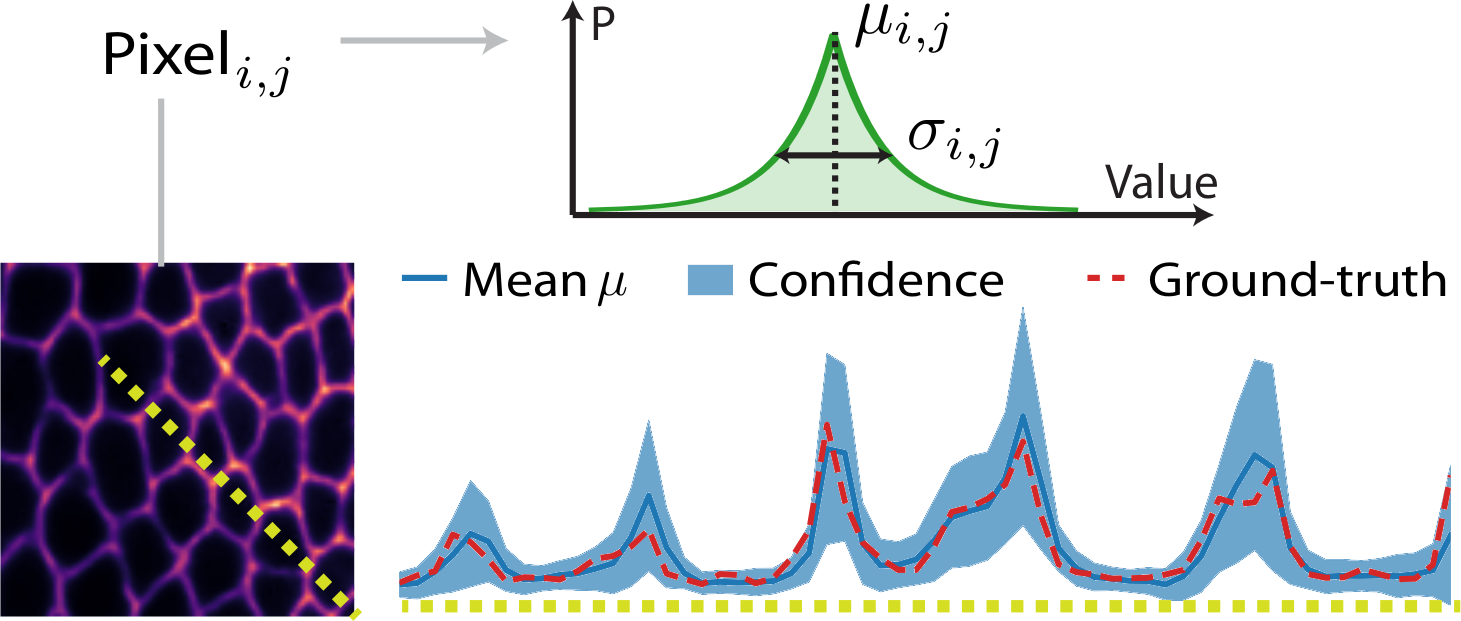Quantifying network confidence by predicting probability distributions